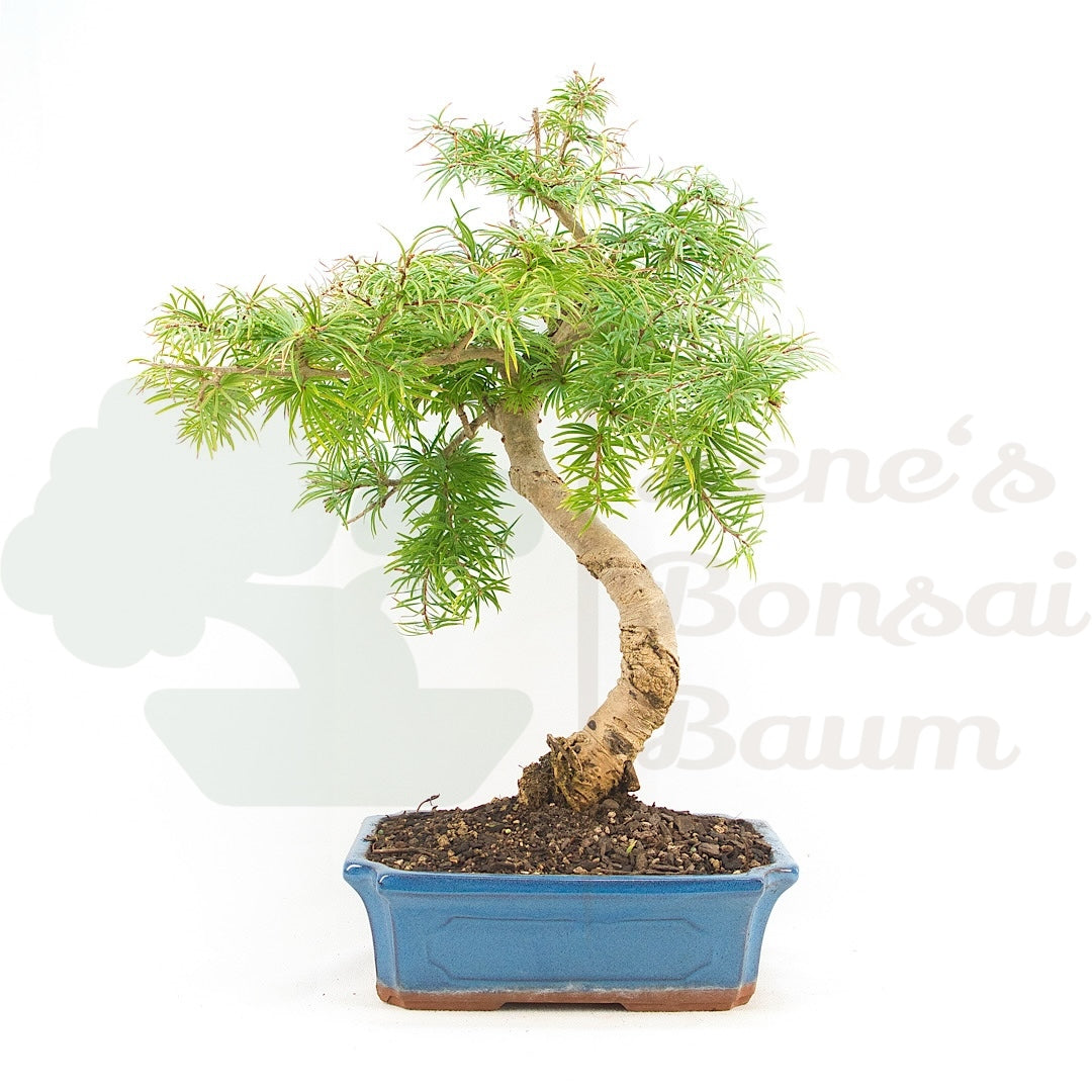 Goldlärche 'Pseudolarix amabilis'